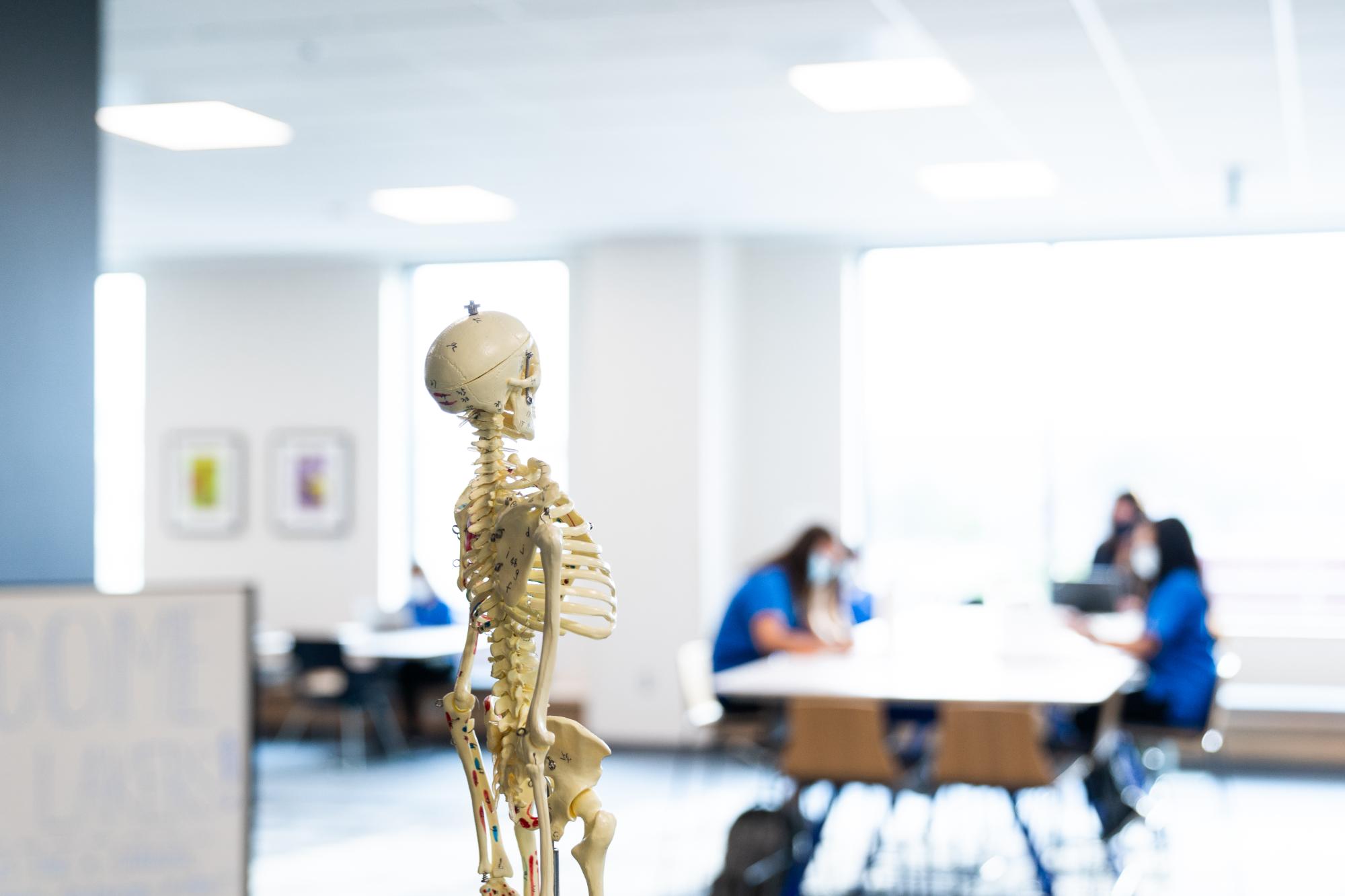 Anatomical models